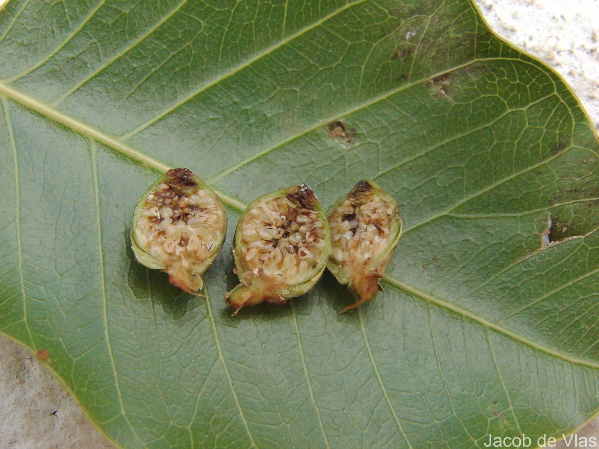 Ficus religiosa L.